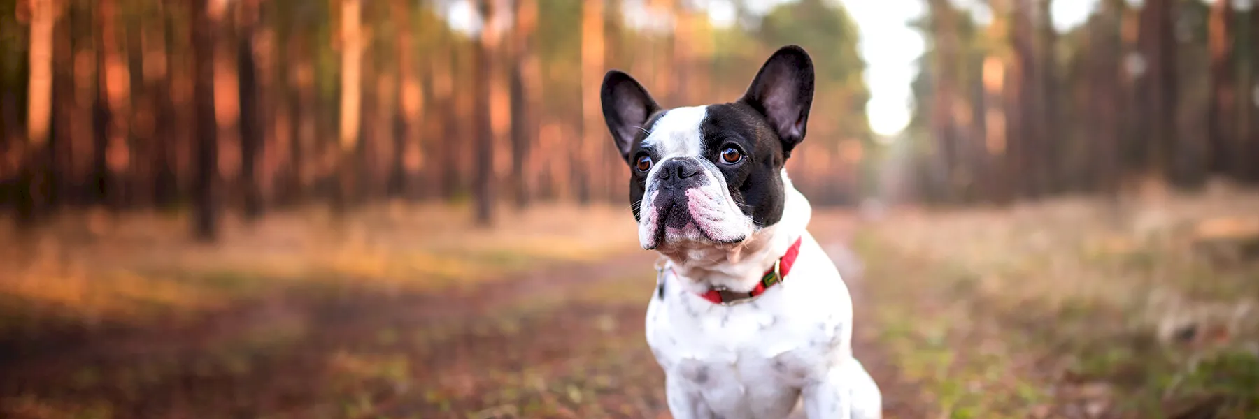 fechtor-osuvetmed-banner-dog