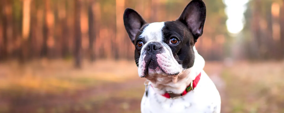 fechtor-osuvetmed-thumbnail