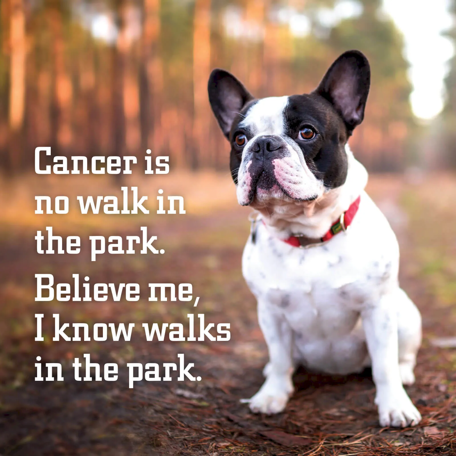 fechtor-tile-osuvetmed_walkinthepark