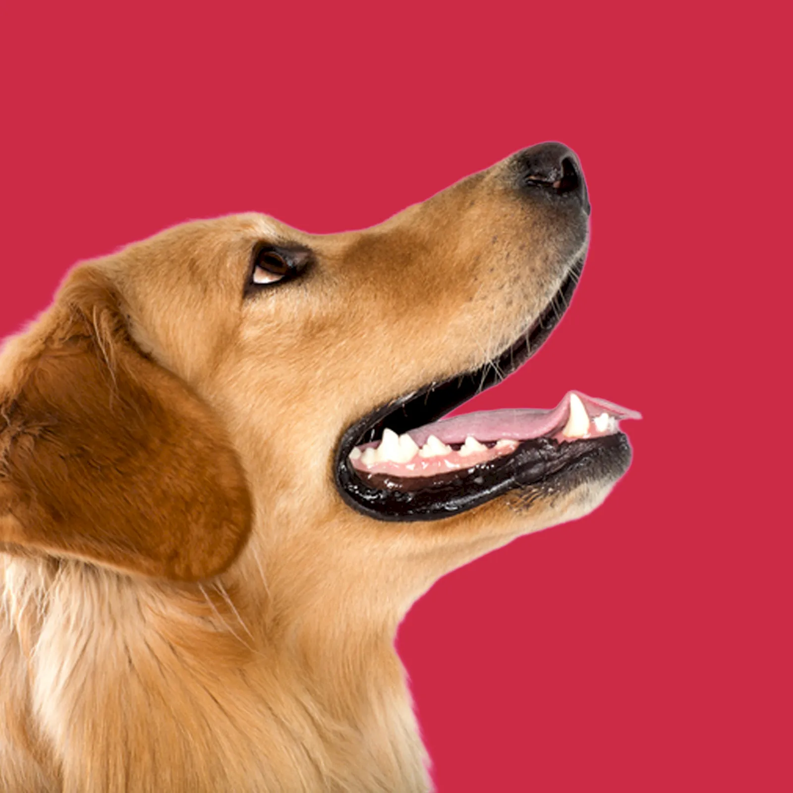 fechtor-tile-osuvetmed-dog